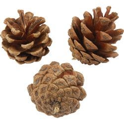 Dennenappels