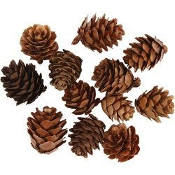 Larikskegels