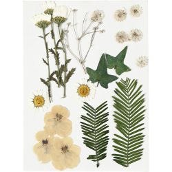 Gedroogde bloemen en bladeren