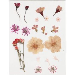Gedroogde bloemen en bladeren