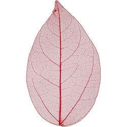 Squelettes de feuilles