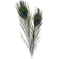 Plumes de paon