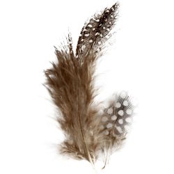 Plumes de pintade