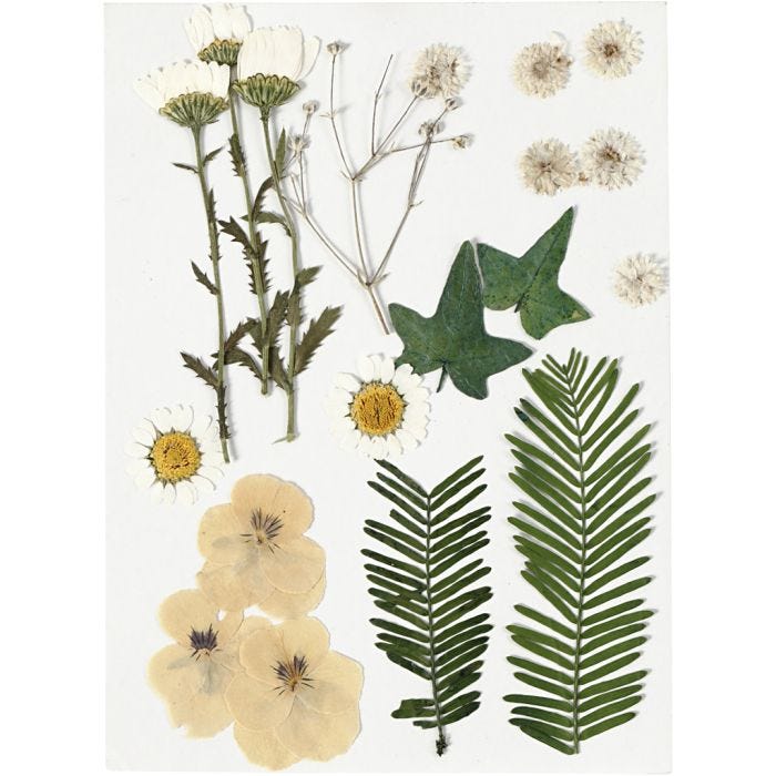 Gedroogde bloemen en bladeren, off-white, 1 doos