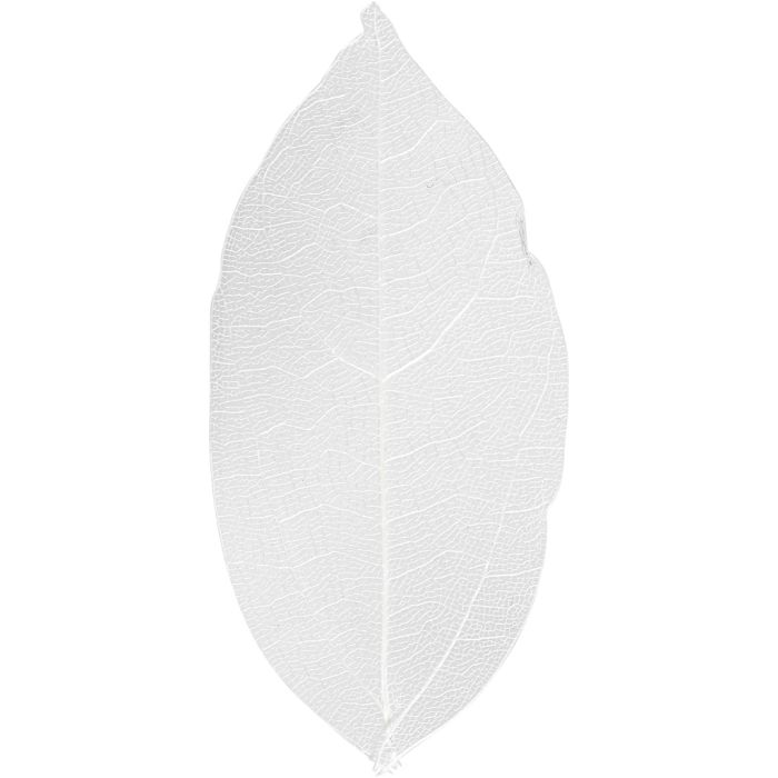 Squelettes de feuilles, L : 6-8 cm, blanc, 20 pièces/ 1 Pq.