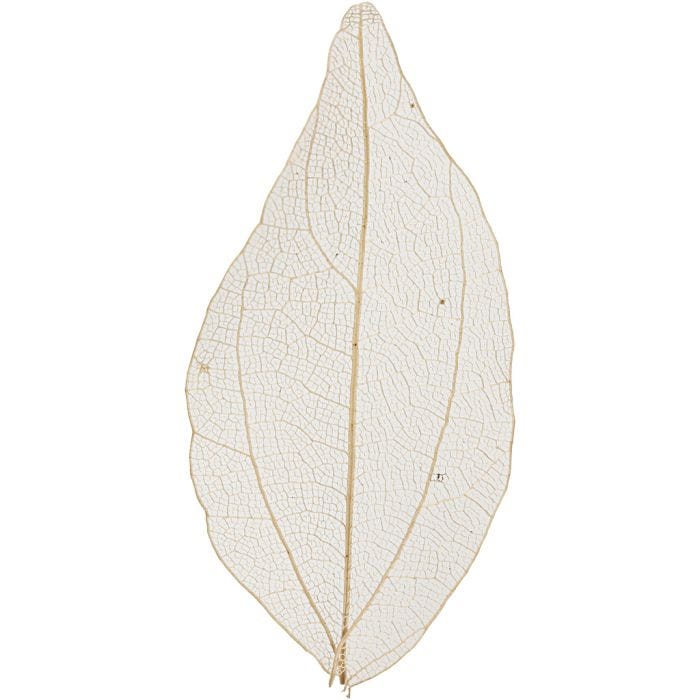 Squelettes de feuilles, L : 4,5-8 cm, naturel, 20 pièces/ 1 Pq.