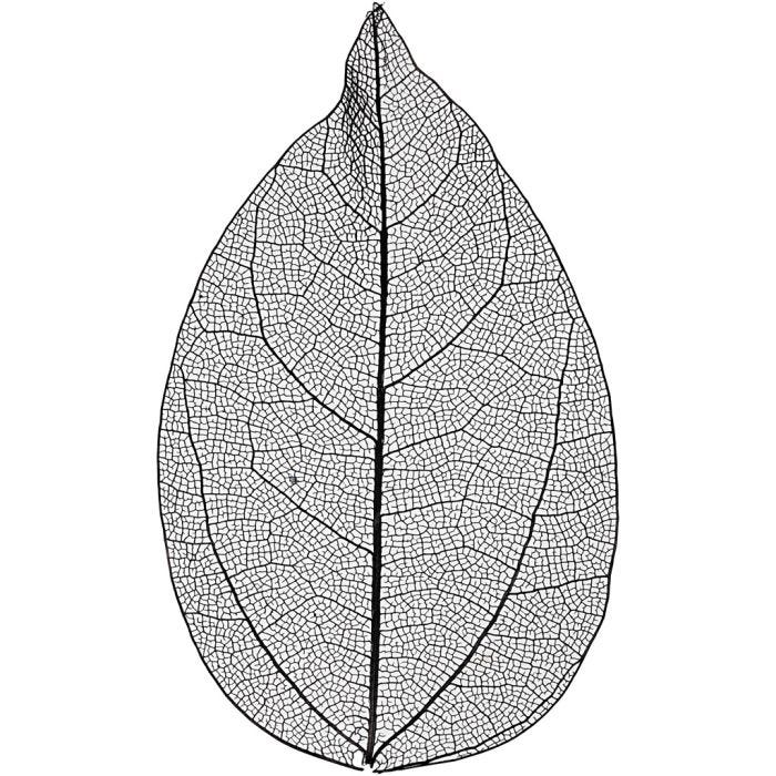 Squelettes de feuilles, L : 6-8 cm, noir, 20 pièces/ 1 Pq.