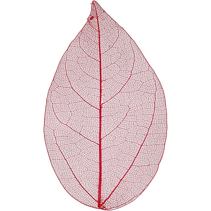 Squelettes de feuilles, L : 6-8 cm, rouge, 20 pièces/ 1 Pq.