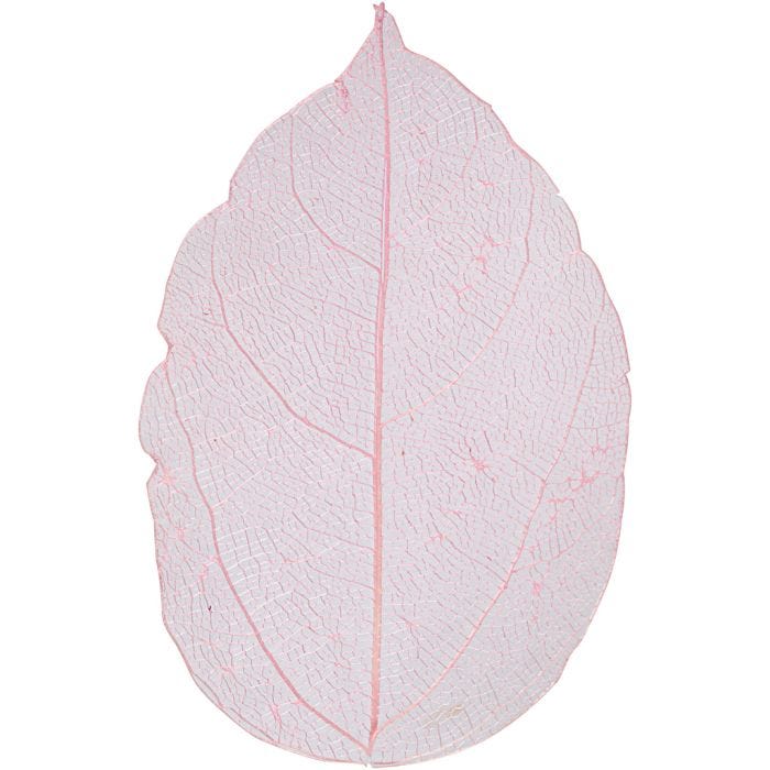 Squelettes de feuilles, L : 6-8 cm, rose clair, 20 pièces/ 1 Pq.