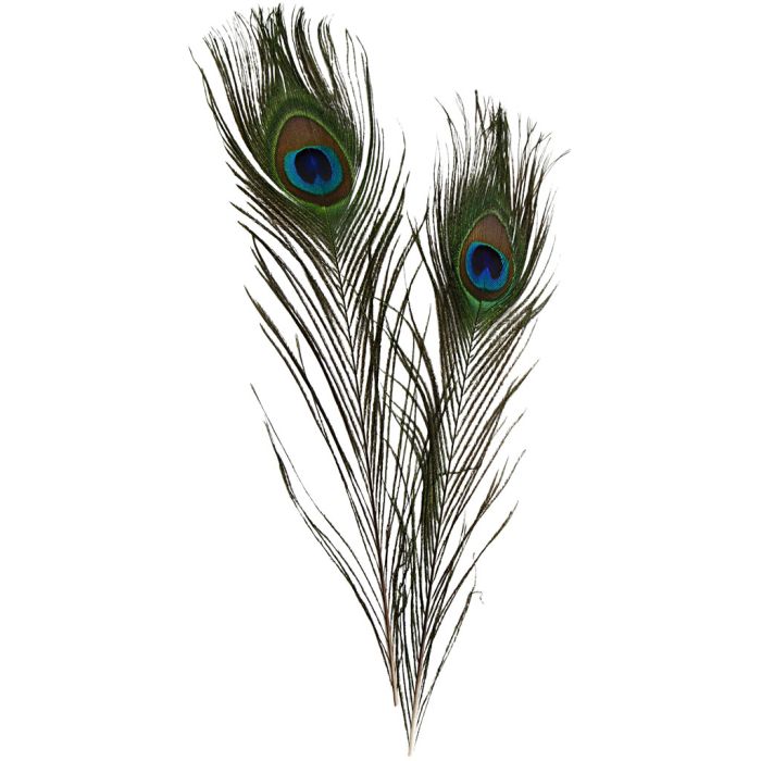 Plumes de paon, L : 25-30 cm, 10 pièces/ 1 Pq.
