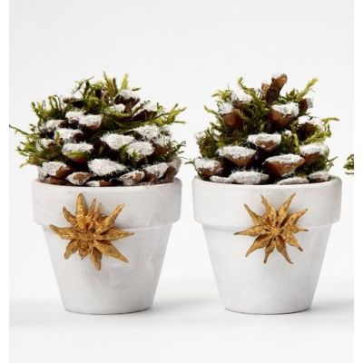 Flower Pots with Pine Cones