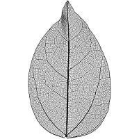 Skeleton leaves , L: 6-8 cm, zwart, 20 stuk/ 1 doos
